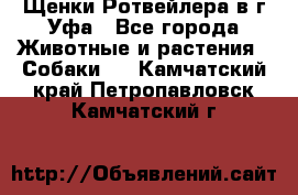 Щенки Ротвейлера в г.Уфа - Все города Животные и растения » Собаки   . Камчатский край,Петропавловск-Камчатский г.